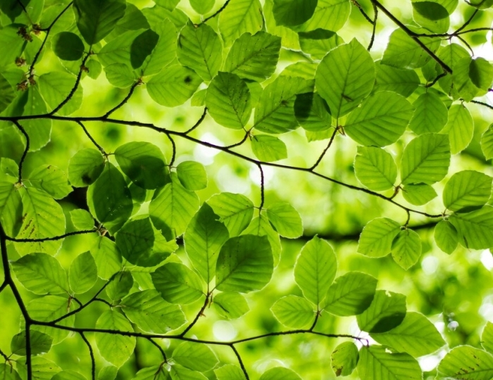 Лёгкое дыхание - Пансионат «Урал» Анапа